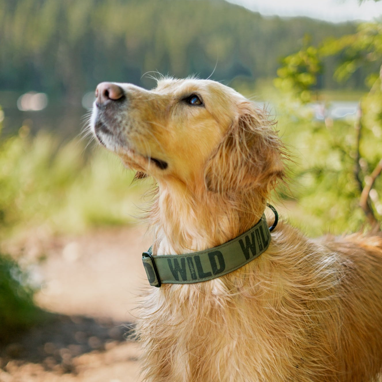 Evergreen Wild Collar