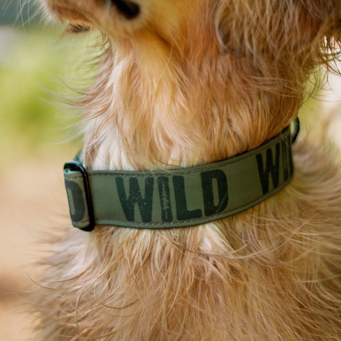 Evergreen Wild Collar