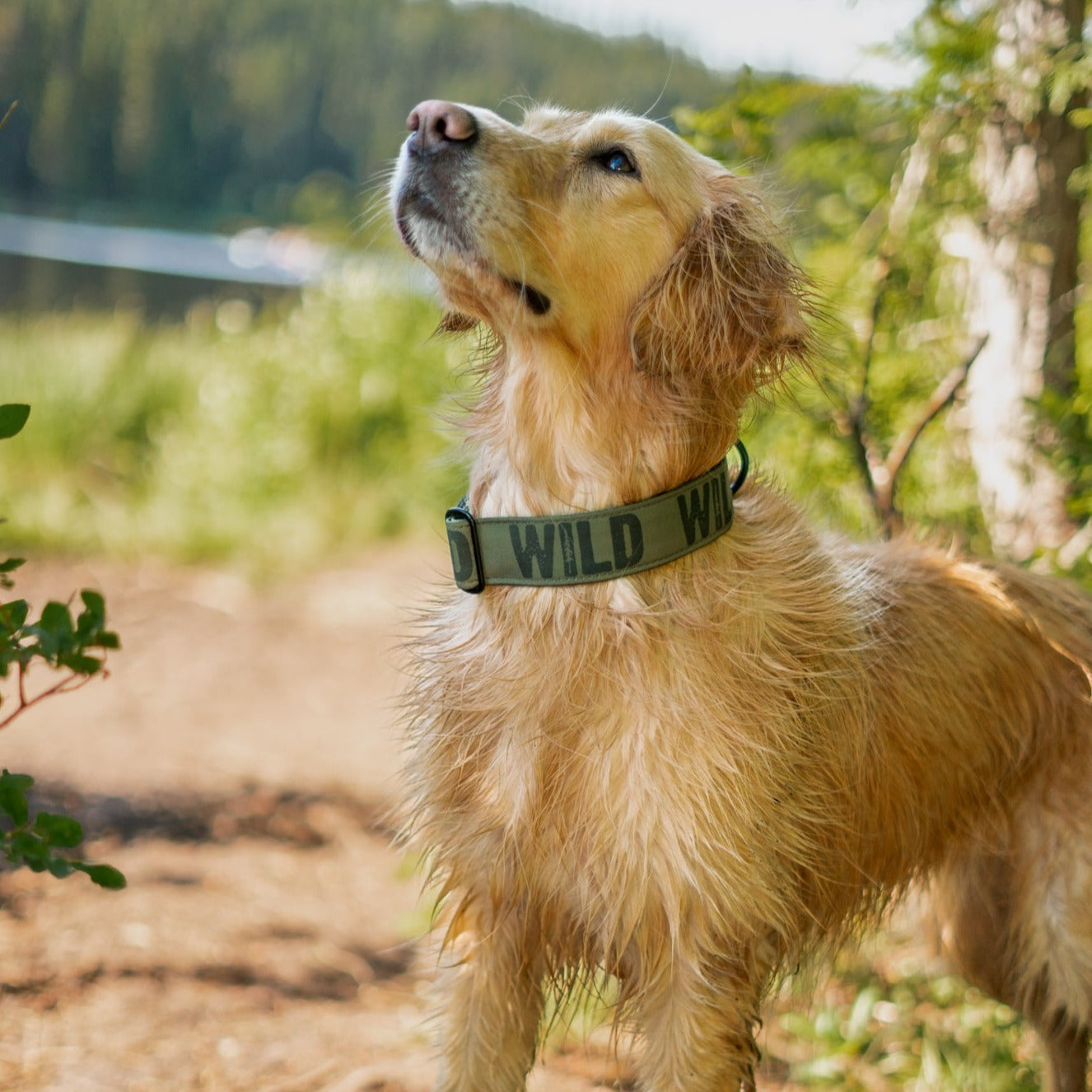 Evergreen Wild Collar