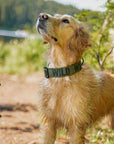 Evergreen Wild Dog Collar