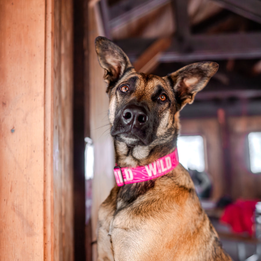 Neon Pink WILD Dog Collar