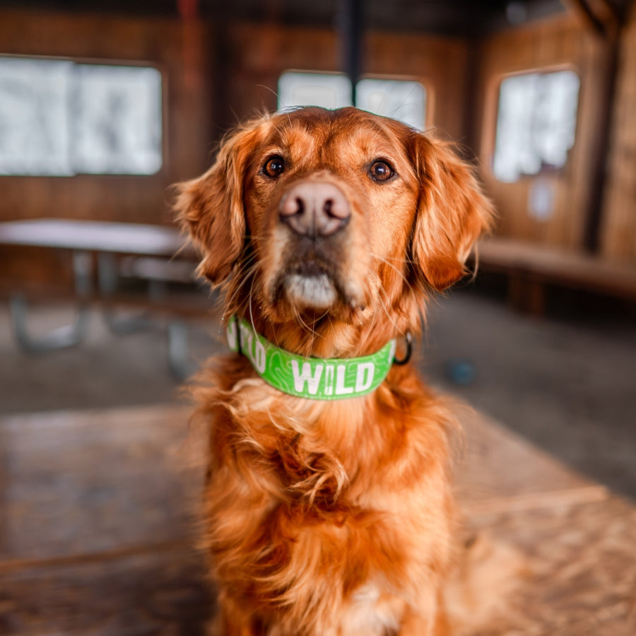 Neon Green WILD Dog Collar