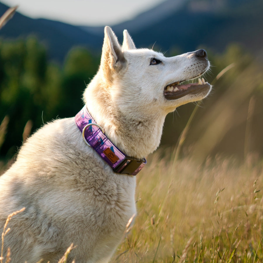 Lupine Fields Dog Collar