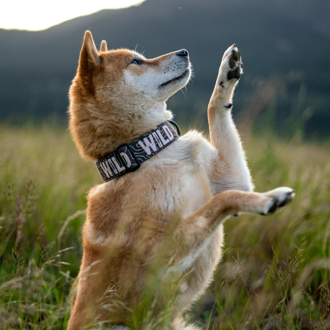 Black Topo WILD Collar