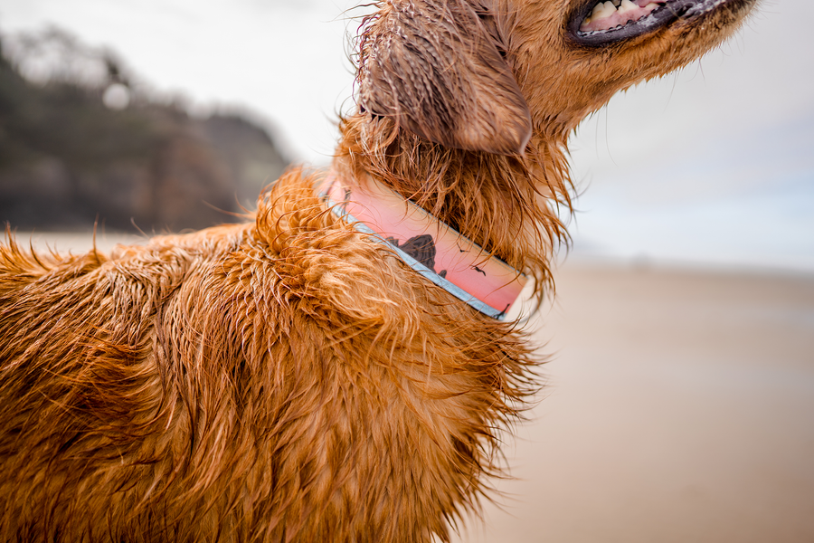 Pinecone Dog Collar  Christmas Tree Dog Collar – GrayandHound