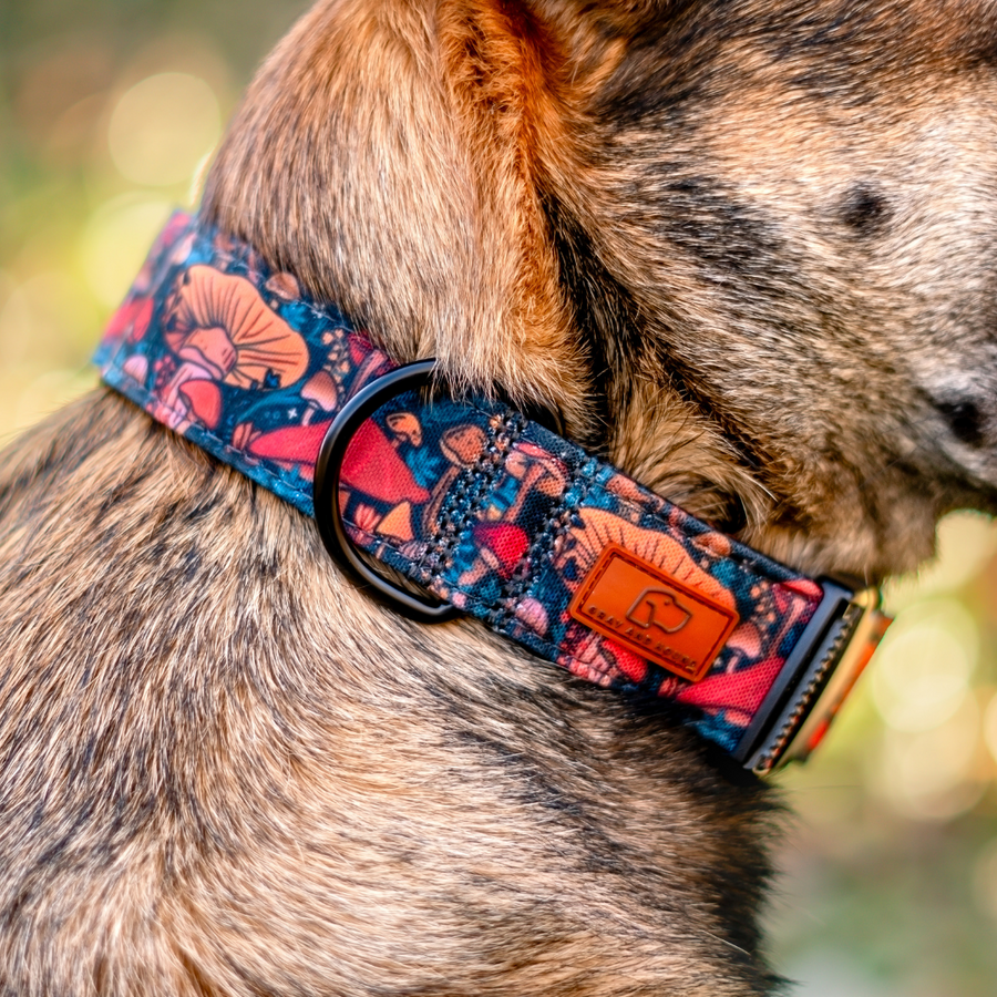 Midnight Mushrooms Dog Collar