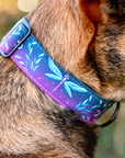 Mystic Dragonfly Dog Collar