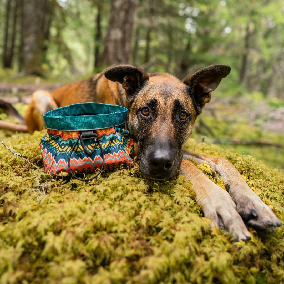 Trailside Dog Bowl in Evergreen | Pre-Order