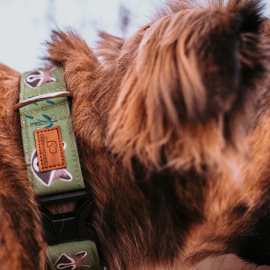 Olive Raccoon Dog Collar
