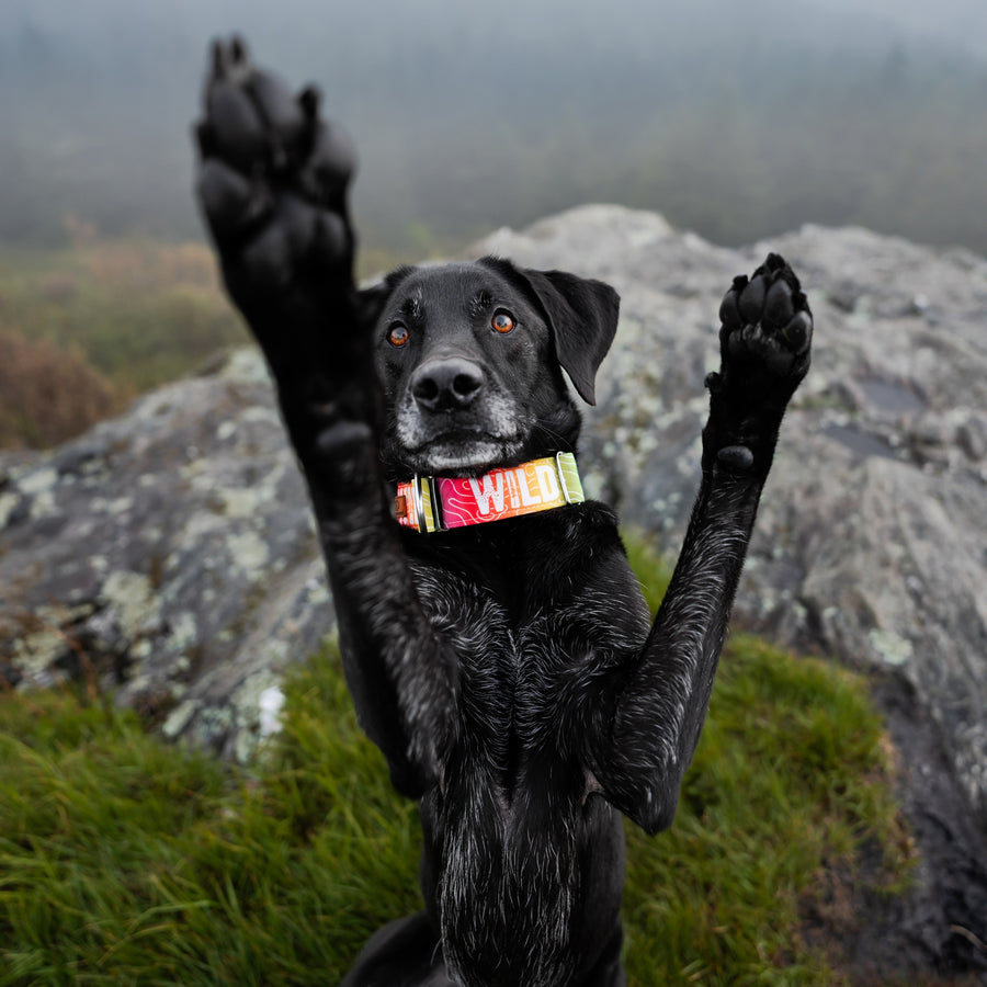 Rainbow Topo Wild Dog Collar [ready to ship]