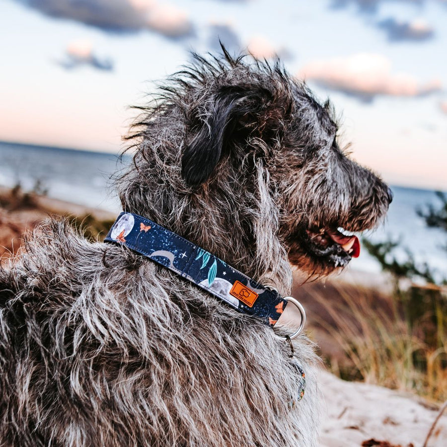 Harvest Moon Dog Collar