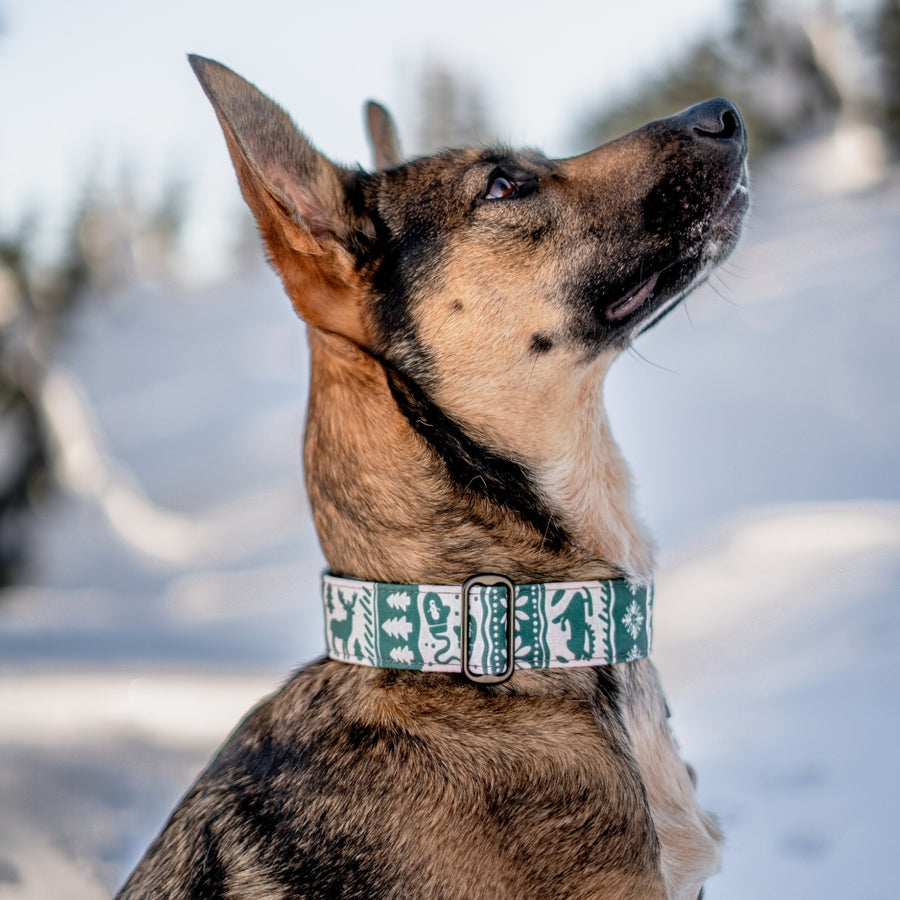 Spruce Sweater Dog Collar [ready to ship]