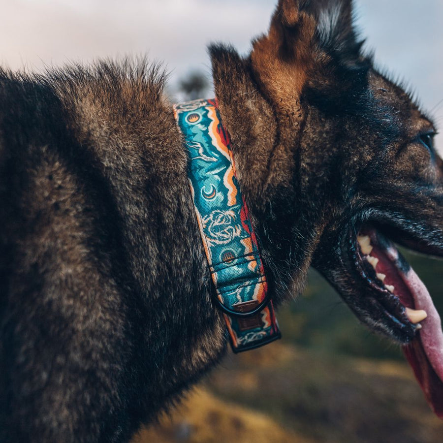 Desert Wolf Dog Collar [ready to ship]