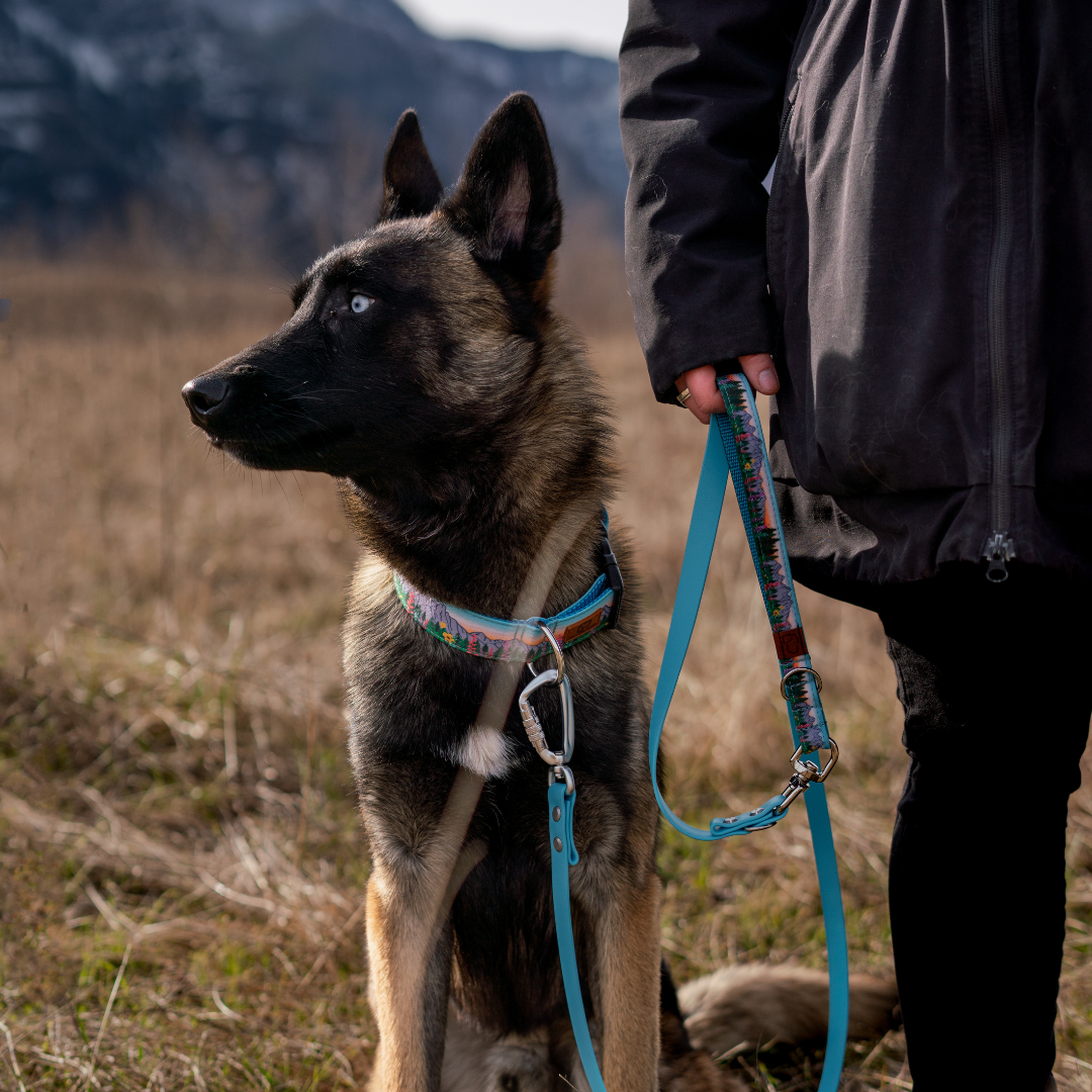 Teton Sunrise Collar