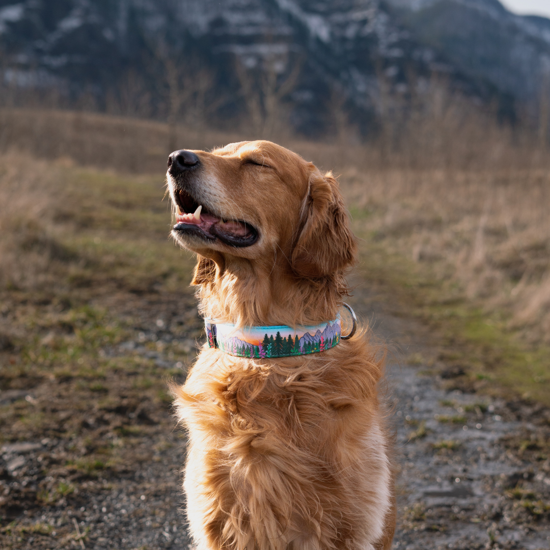 Teton Sunrise Collar