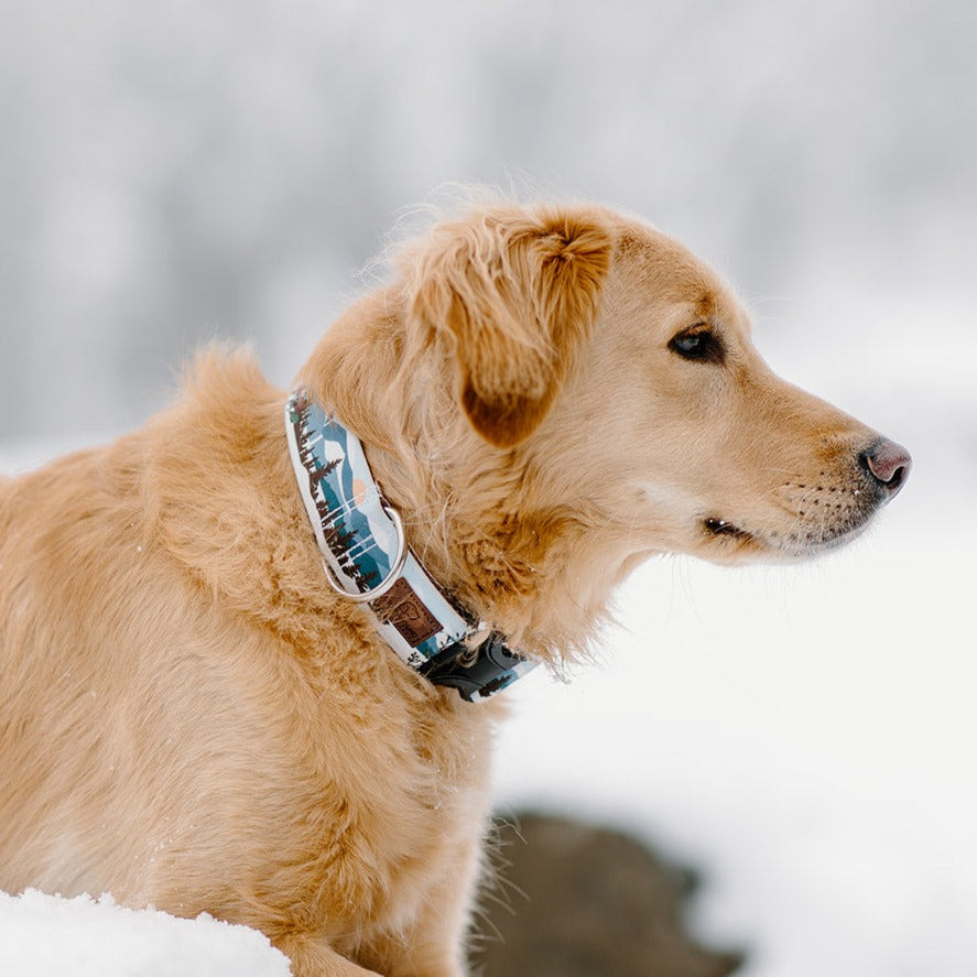 Let's Hike Winter Dog Collar