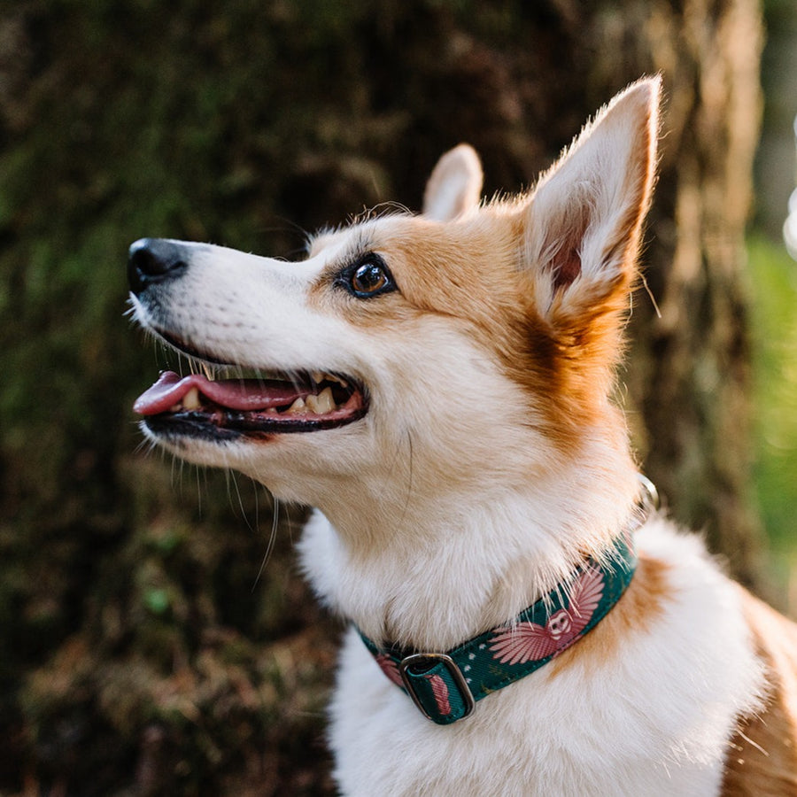 Emerald Owl Dog Collar