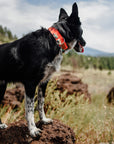 Border Collie wearing Orange Overland Camping Dog Collar