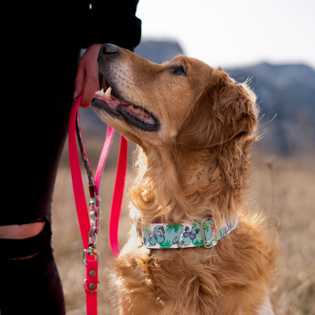 Butterfly Garden Collar