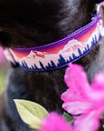 Purple Mountain Dog Collar on Black Pitbull