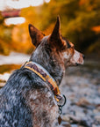 Cattle Dog wearing Yellow Aspen Tree Mountain Dog Collar