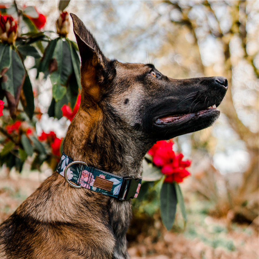 Dusk Floral Dog Collar