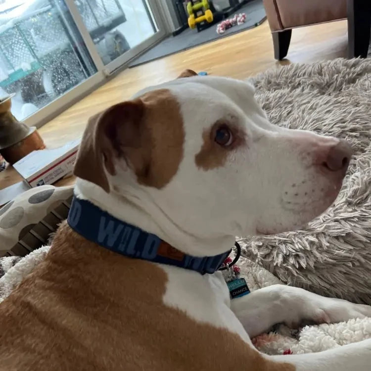 Blueberry Wild Collar