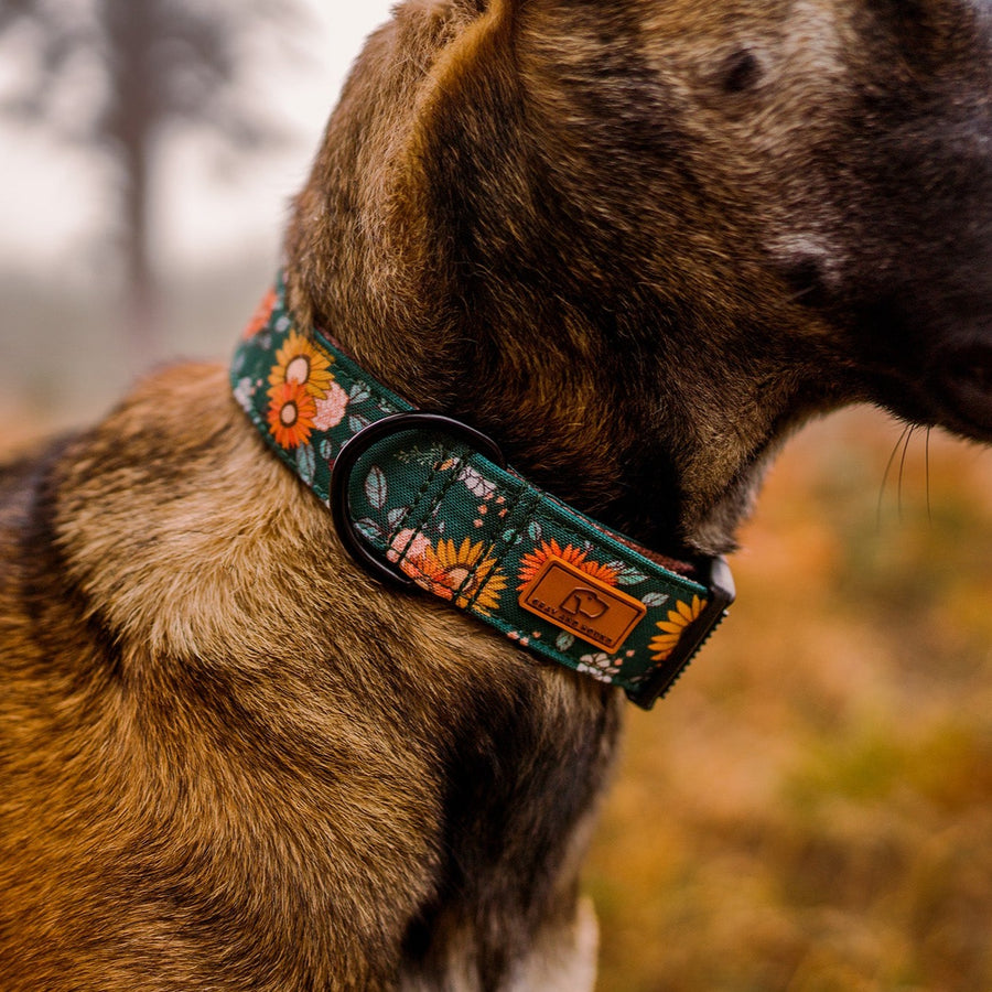 Belgian Malinois wearing Green Floral Dog Collar