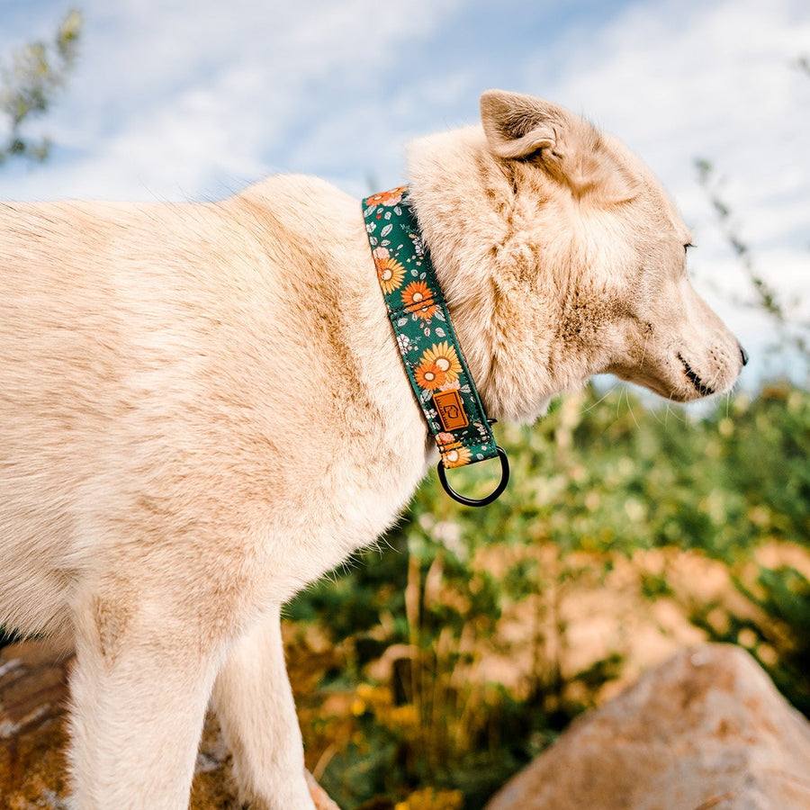 Husky Dog wearing Green Floral Dog Collar