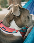 Pink Glamping Dog Collar on gray pit bull