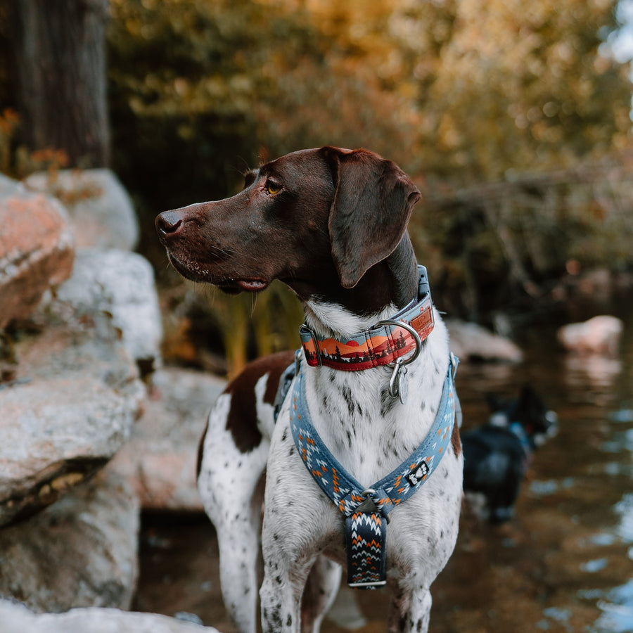 Let's Hike Fall Dog Collar