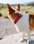 Pink Glamping Dog Collar on corgi puppy