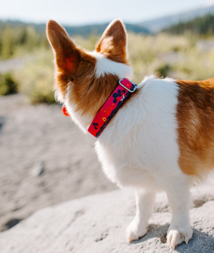 Pink Glamping Dog Collar on corgi puppy