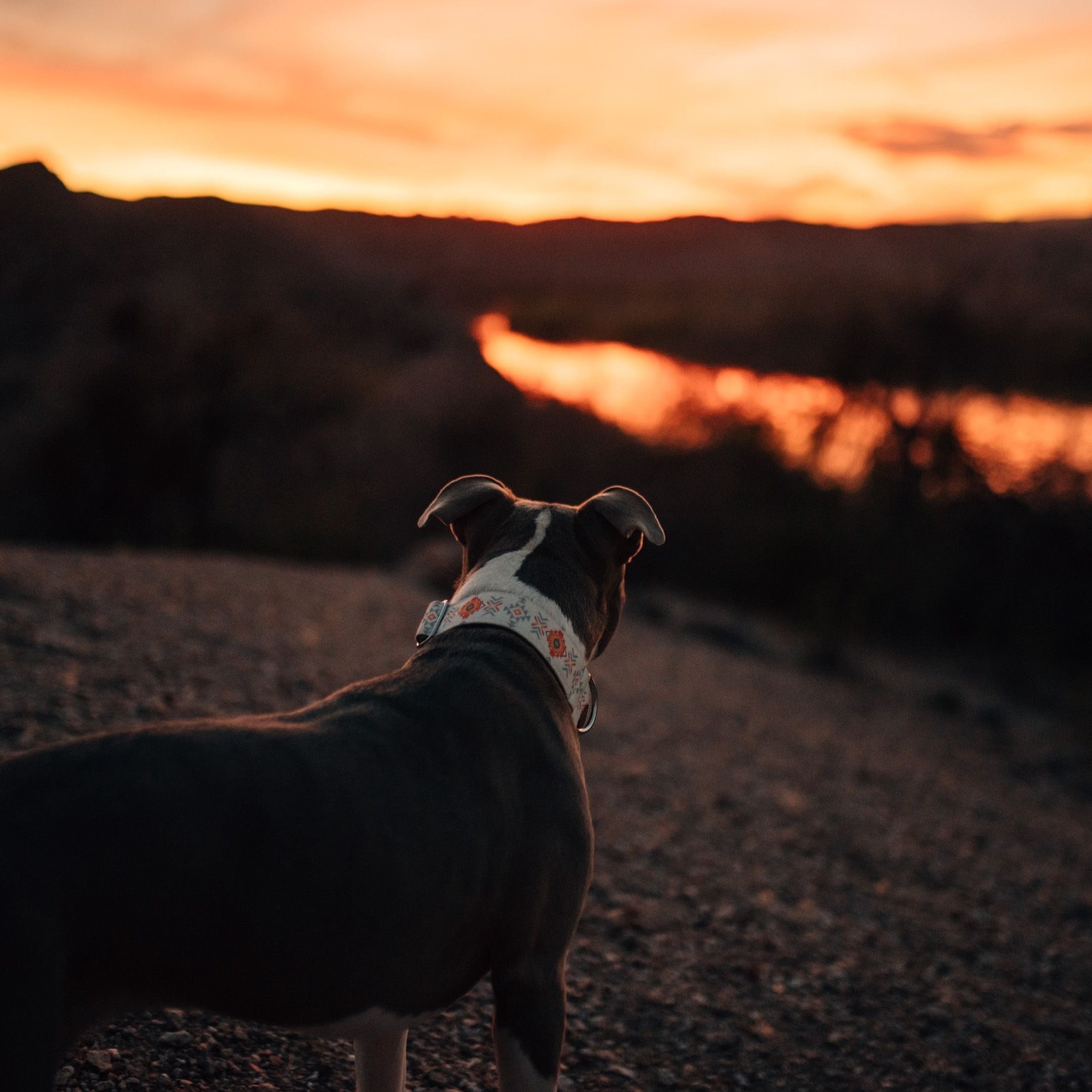 Aztec Dog Collar on gray pit bull
