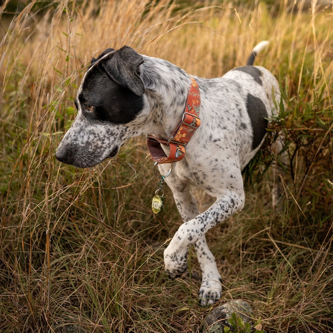 Honey Bee Dog Collar