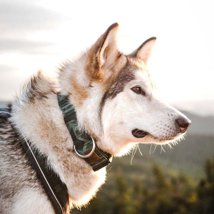 Spruce Geo Dog Collar