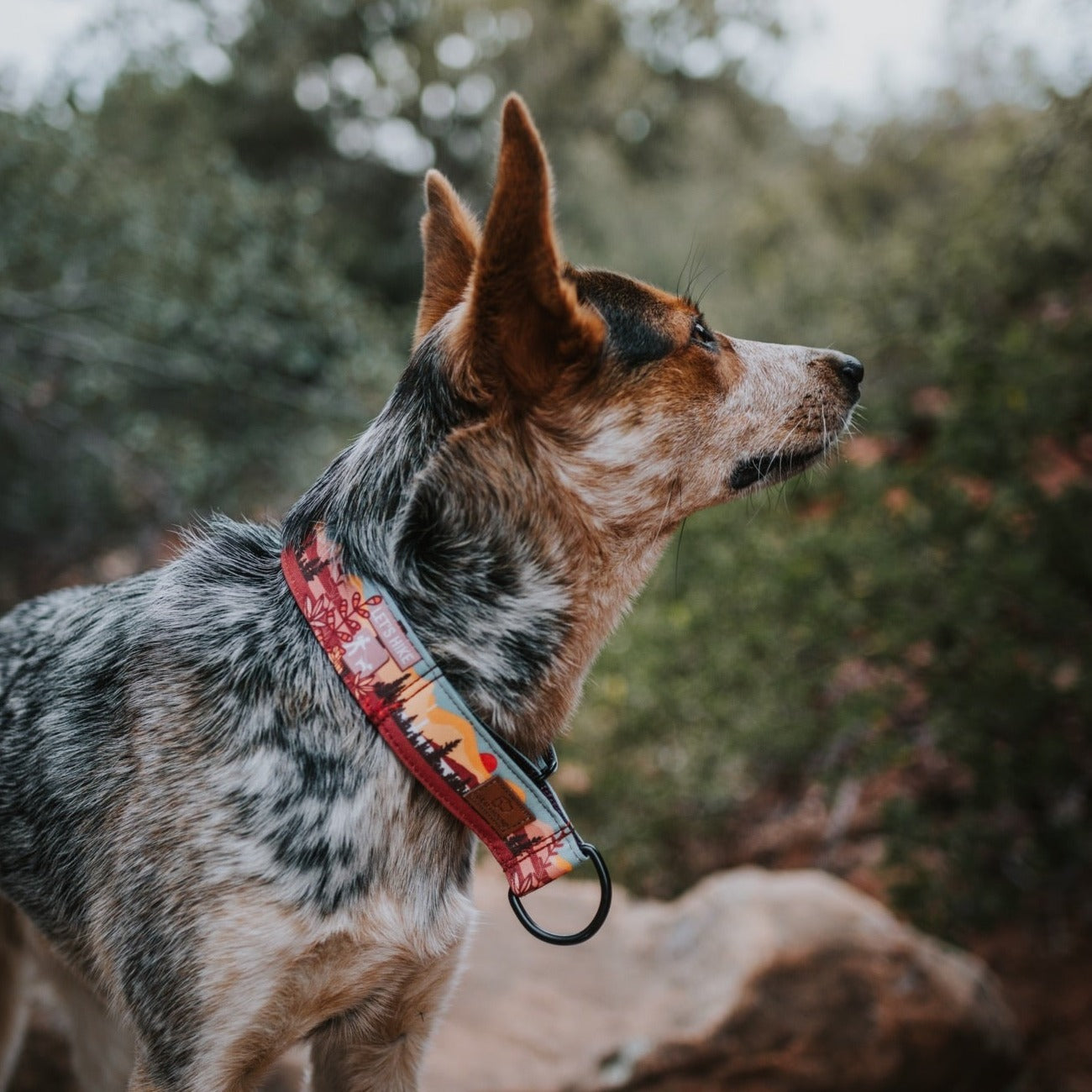 Let's Hike Fall Collar