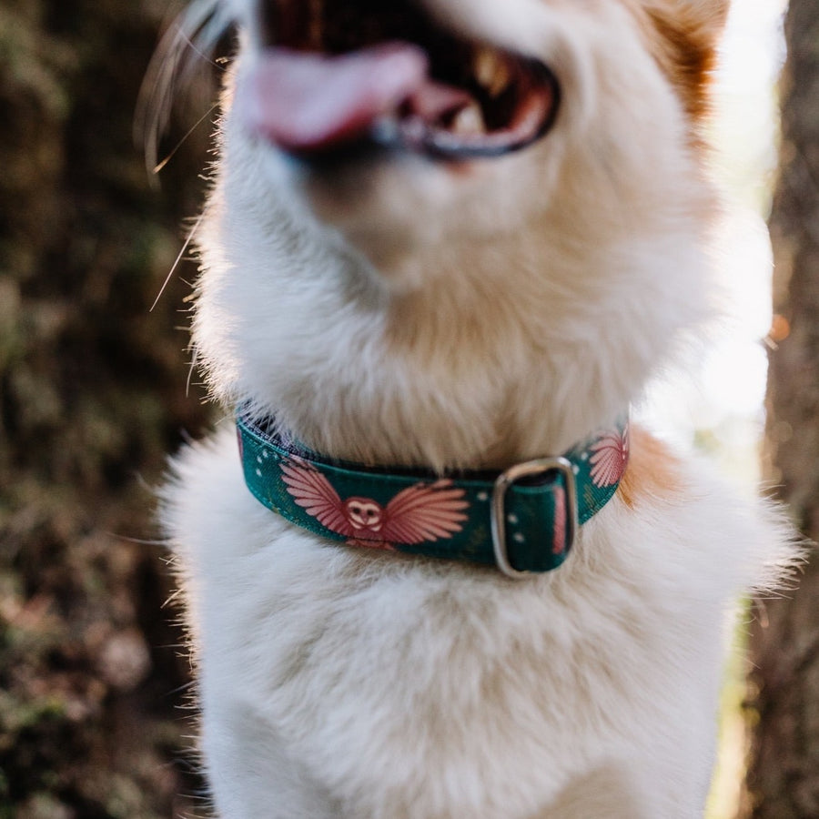 Emerald Owl Dog Collar