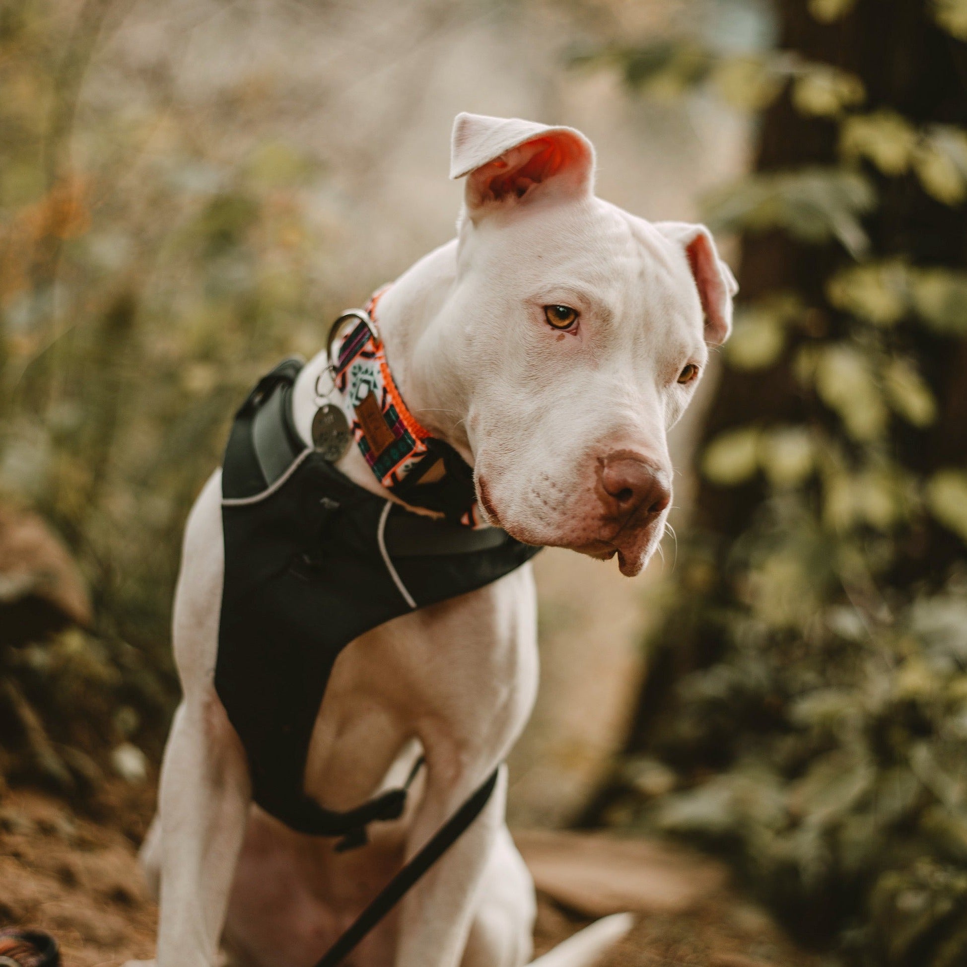 Painted Hills Collar