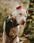 Painted Hills Dog Collar