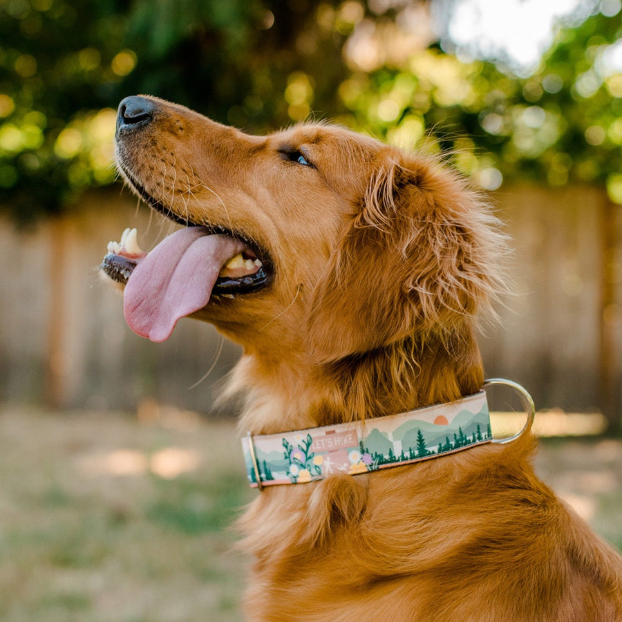 Golden Retriever sized Hiking Dog Collar