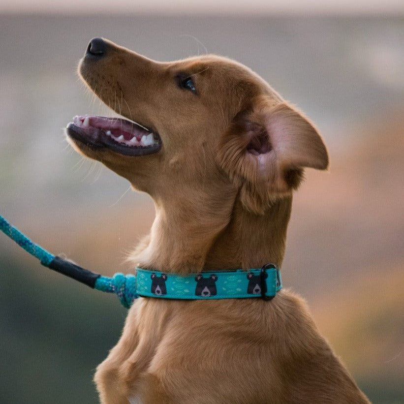 Golden Retriever Puppy Dog Collar