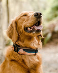 Golden Retriever Wearing Sand Dune Dog Collar