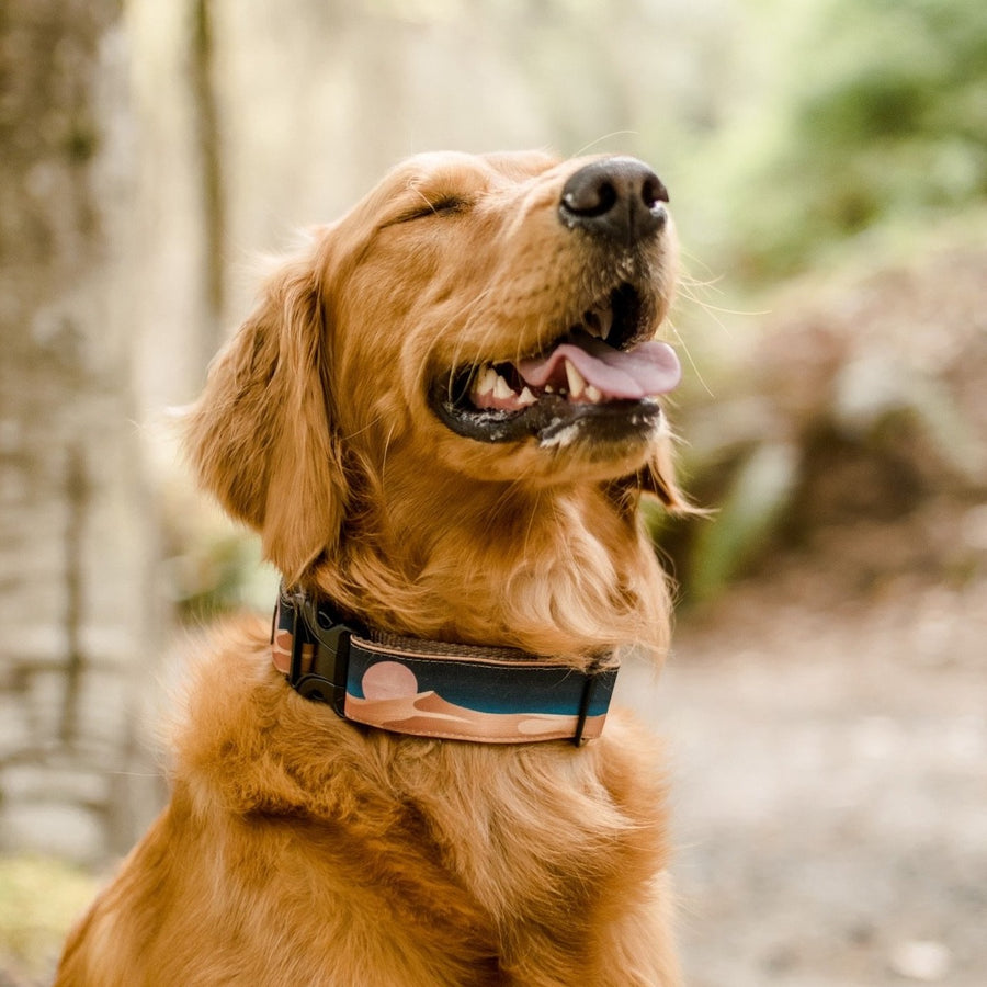 Golden Retriever Wearing Sand Dune Dog Collar