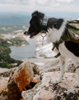 Mudcloth Dog Collar on Border Collie in Colorado