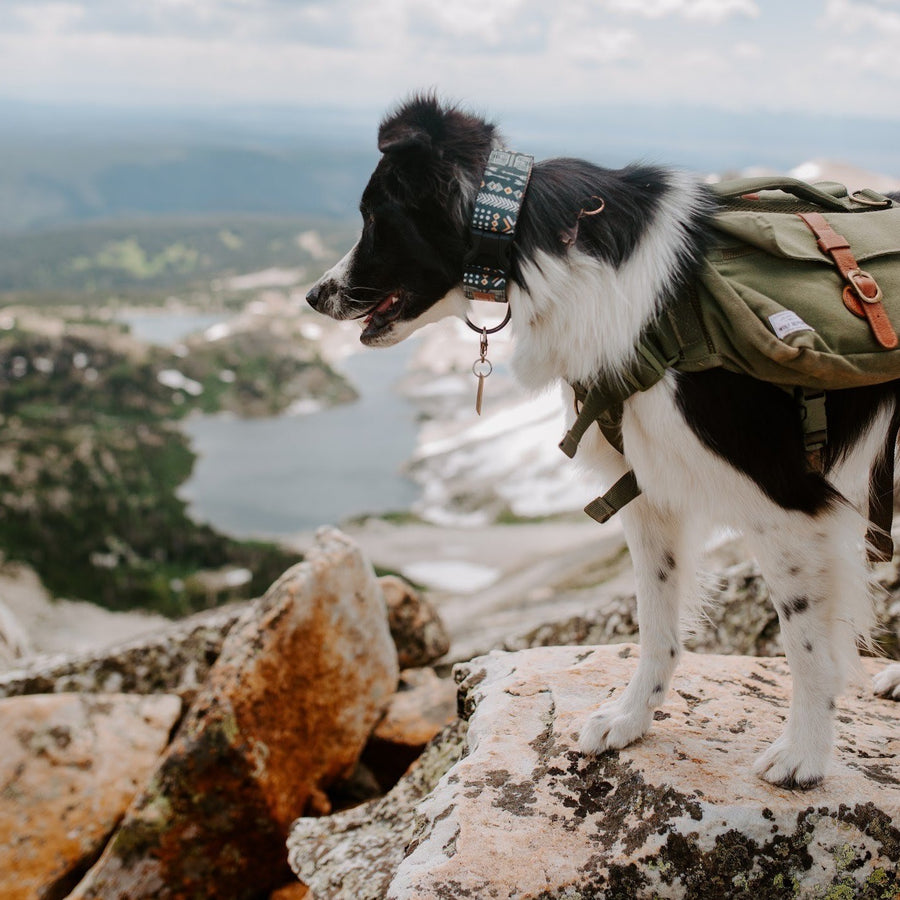 Mudcloth Dog Collar on Border Collie in Colorado