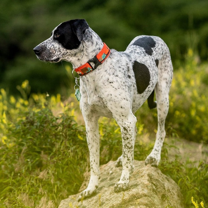 Overland Dog Collar Large Dog