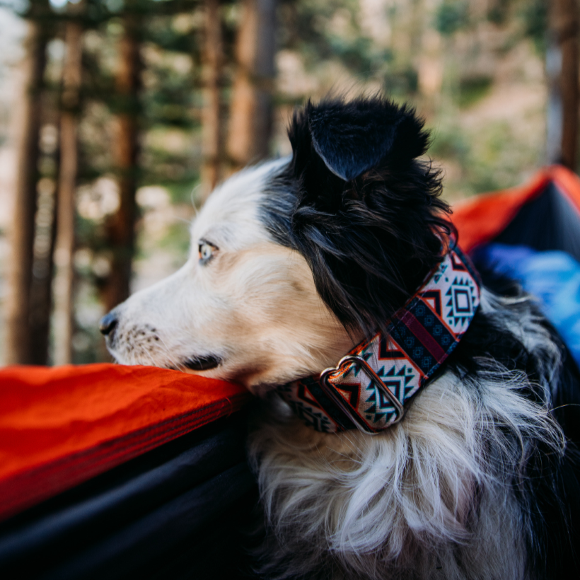 Purple Aztec Dog Collar on Mini Aussie
