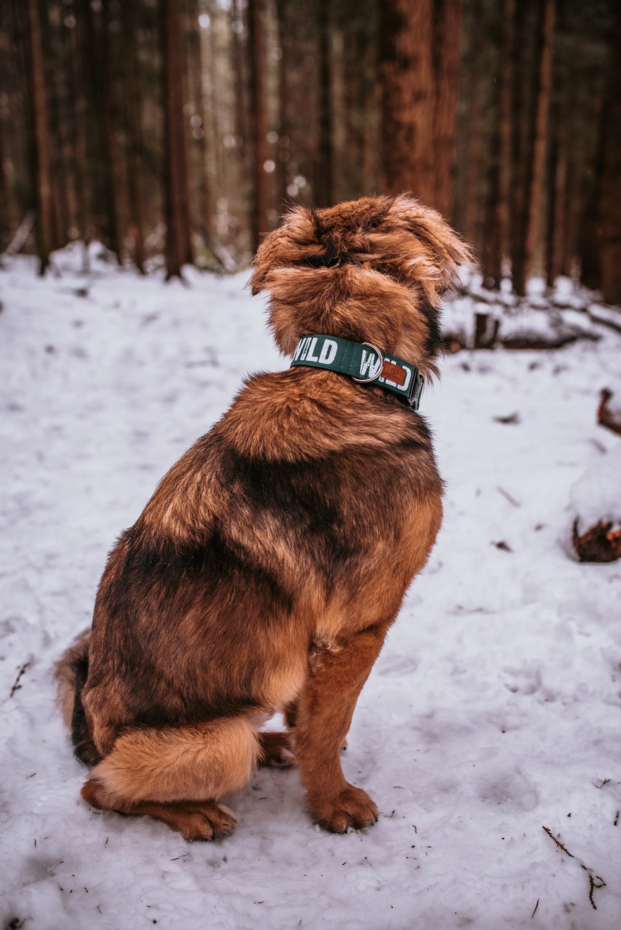 Pine Green Wild Dog Collar