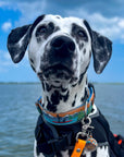 Paddle Board Dog Collar